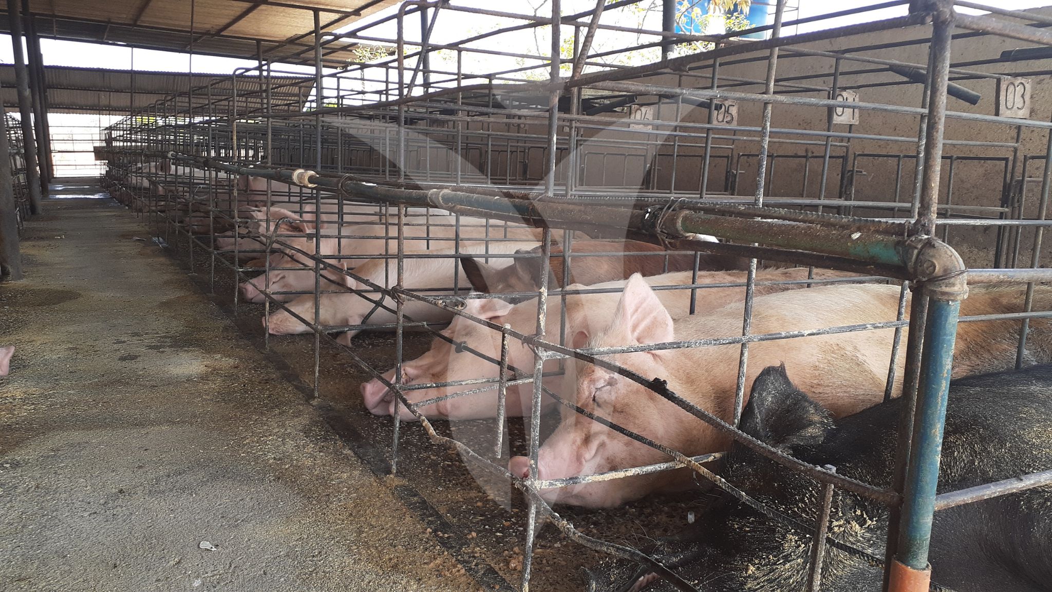 Déficit nutricional en cerdas Inagrofar 02